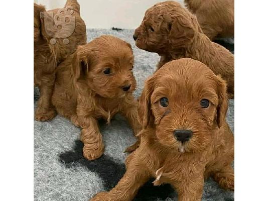 PoulaTo: Labradoodle F1 κουτάβια προς πώληση